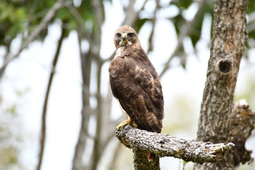 Red-tailed Hawk (Buteo jamaicensis) Juvenile