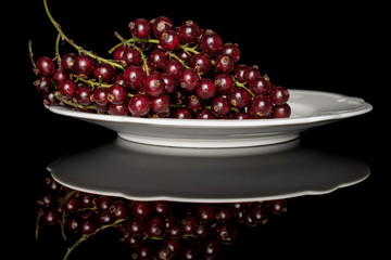 Lot of whole fresh dark redcurrant on white plate isolated on black glass