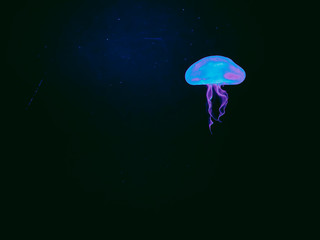  Jellyfish in the dark light of an aquarium.