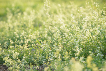 Bright fresh spring grass close up in the forest with sunlight bokeh background. Grass field. Colorful herb growing in the meadow. White flowers.