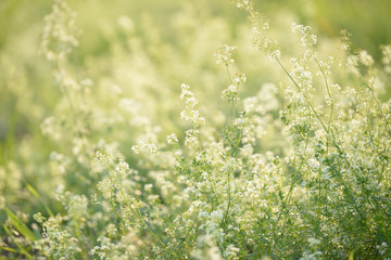 Bright fresh spring grass close up in the forest with sunlight bokeh background. Grass field. Colorful herb growing in the meadow. White flowers.