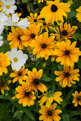 Yellow gailardia flowers in a city garden.