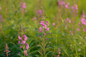 Pink flowers of fireweed (Epilobium or Chamerion angustifolium) in bloom. Flowering willow-herb or blooming sally.