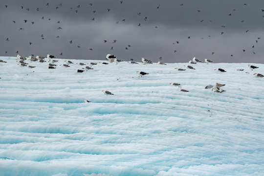 flock of birds on iceberg
 