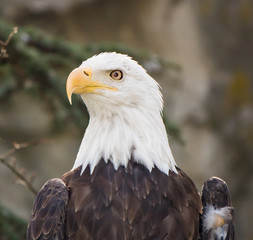 Bald eagle in a tree looking at all directions