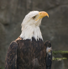 Bald eagle in a tree looking at all directions