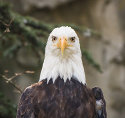 Bald eagle in a tree looking at all directions