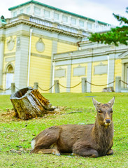 View of deer resting in Nara Park in autumn in Nara, Japan.