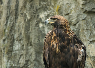 portrait of an eagle sitting pretty
