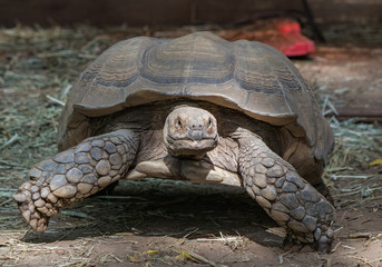 Tortoise neck out of the shell