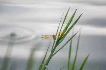 Dragonfly in the nature, with water