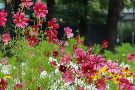 Beautiful burgundy cosmea flowers blossomed in the city garden.