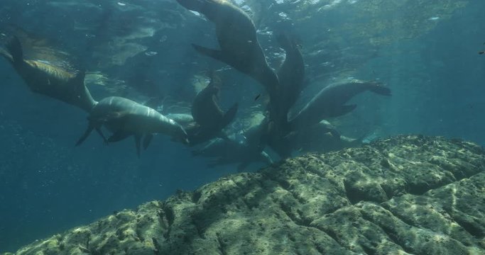 Californian sea lion (Zalophus californianus) swimming and playing in the reefs of los islotes in Espiritu Santo island at La paz,The world's aquarium. Baja California Sur,Mexico.