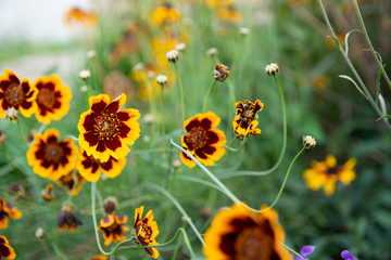 Burridges Greenthread (Cosmidium burridgeanum) in garden