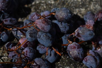 Racimo de uvas negras recién cosechadas mojadas por la lluvia con bonitas gotas de agua.