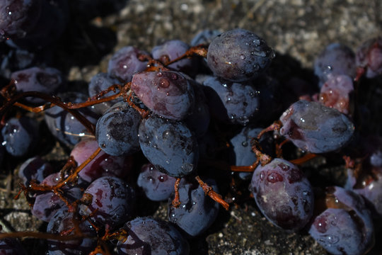 Racimo de uvas negras reci&eacute;n cosechadas mojadas por la lluvia con bonitas gotas de agua.