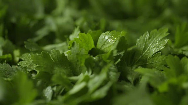 Brise l&eacute;g&egrave;re sur feuilles de persil, macro ralenti