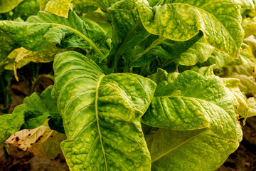 Tobacco plantation