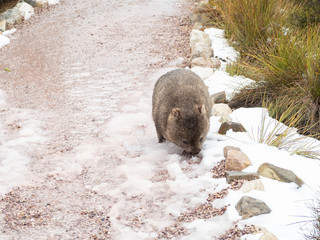 Australian wombat on a snow-covered path, Cradle Mountain