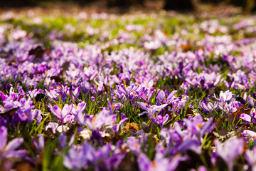 Saffron meadow flowers in the national park