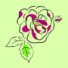 Beautiful red rose with leaves on green background. Sketch, logo, postcard