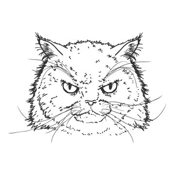 recommend clip art: Vector Sketch Persian Cats Portrait. Feline Face Illustration.