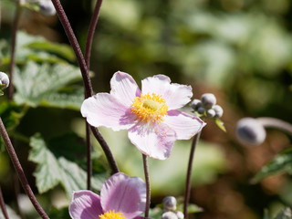 Anemone hupehensis var. japonica - Charming Japanese anemone with yellow stamens and pink petals with attractive foliage
