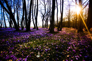 Saffron meadow flowers and trees on the sunset