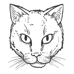 Vector Sketch Street Cat Portrait. Feline Face Illustration.