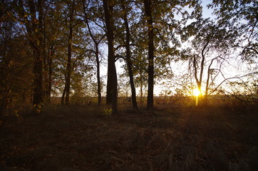sunset in the forest