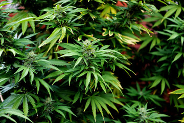 Medical Cannabis crop almost ready for harvesting