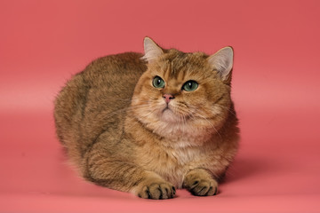 Many British Shorthair Cat funny