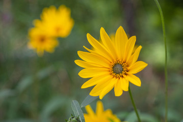 Sonnenblumen Feld
