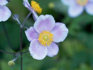 Close-up on pink Japanese anemone (Anemone hupehensis var. japonica)