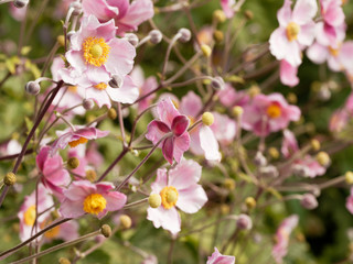 Anemone hupehensis var. japonica - Japanese anemones or pale pink star-shaped solitary windflowers with prominent yellow stamens between unripe seedheads