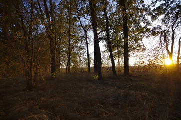 Fototapeta premium autumn in the forest