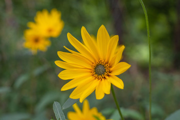 Sonnenblumen Feld