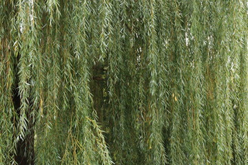 A lot of hanging willow branches  with leafs.