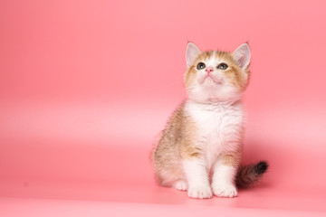 Many British Shorthair Cat funny