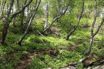 Norway forest hiking
