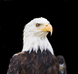 Bald eagle close up in  black backdrop