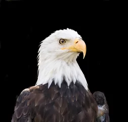 Foto op Plexiglas Bald eagle close up in  black backdrop © Sab