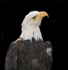 Bald eagle close up in  black backdrop