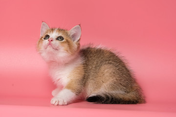 Many British Shorthair Cat funny