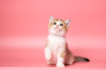 Fototapeta na wymiar Many British Shorthair Cat funny