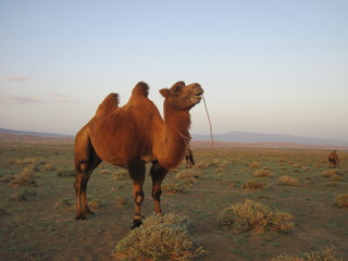 Bactrian camel