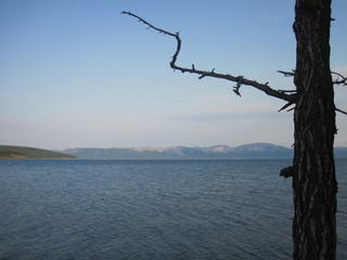 Lake with tree 