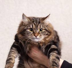 Fluffy siberian cat is in the hands of the owner