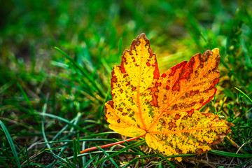Herbst