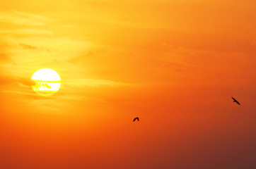 Sunset sky, birds flying in the sky,photo